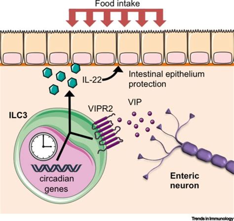ilcs rhythmic keepers  gut integrity  mealtime trends  immunology