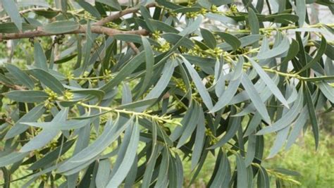 Eucalyptus Radiata Oz Trees