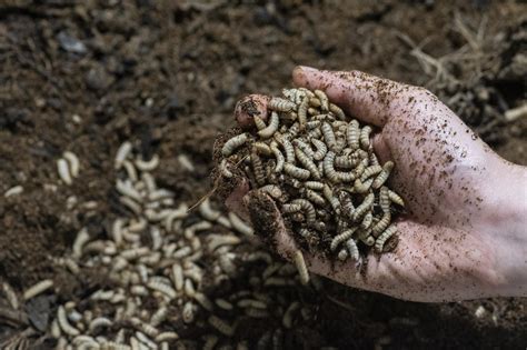 Larvas de mosca alternativa sostenible de Costa Rica para alimentación