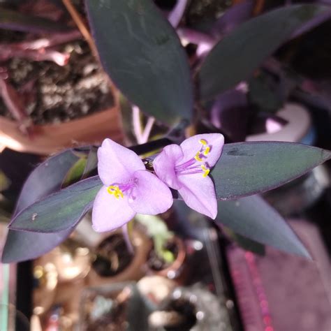 cleveland closings 9