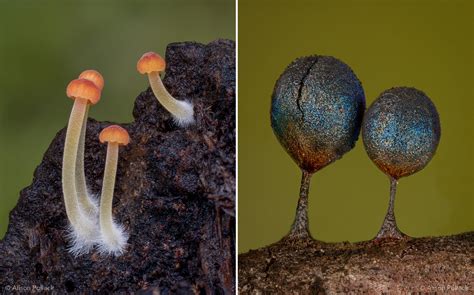 Fantastic Macro Photos Reveal The Microscopic World Of Mushrooms And