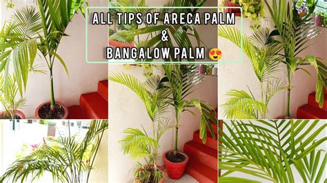 Areca Palm Care Bangalow Palm How Tho Grow Areca Plam Indoor