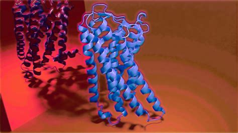 The First Structure Of A Human Odorant Receptor