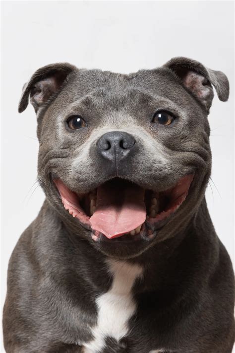 Are Staffies Good With Other Dogs