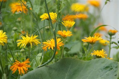 Marigolds Garden Blossoms Orange Free Stock Photo Public Domain Pictures