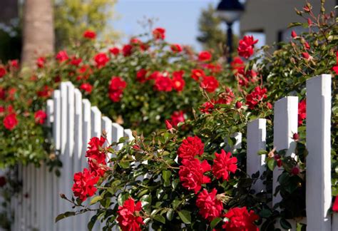 Beautiful Garden Fence Ideas