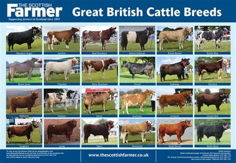 cattle breed poster  scottish farmer shop