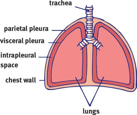 Physiology Block Exam Flashcards Quizlet