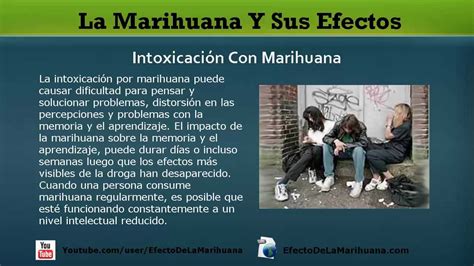 La Marihuana Y Sus Efectos Cuáles Son Los Verdaderos Efectos De La Marihuana Youtube