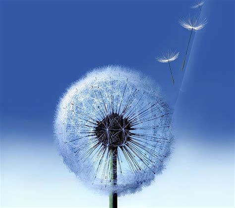 Galaxy Dandelion Dandelion Samsung Galaxy S Hd Wallpaper Peakpx