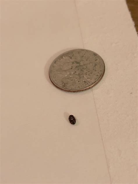 Bed bug nymph? : r/Bedbugs