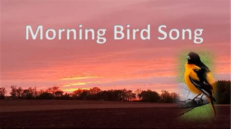 Relax With Nature Watch Sunrise As Birds Sing Their Good Morning Songs