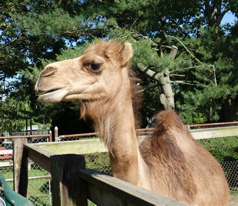 Animal Farm Petting Zoo | Manorville NY