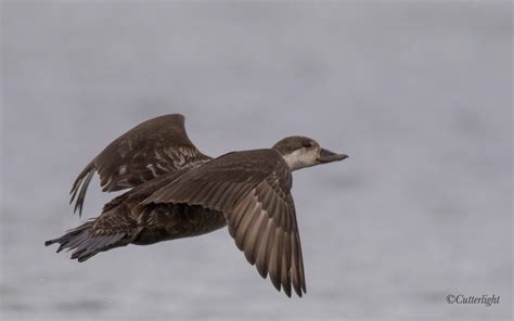 Birds of Chignik Lake: Black Scoter – Springtime Courtship on a