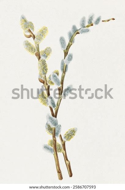 Pussy Drawing Over 14 239 Royalty Free Licensable Stock Illustrations Drawings Shutterstock