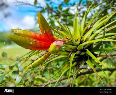 Panama Tillandsia Giant Airplant In Flower Stock Photo Alamy