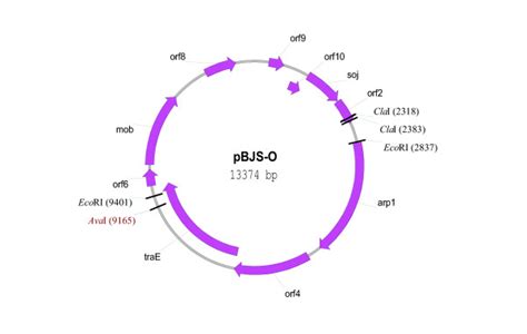 The Orf And Restriction Map Of Pbjs O Download Scientific Diagram