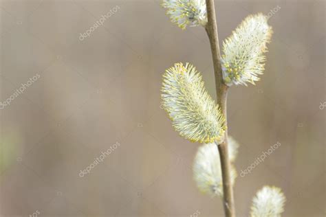Beautiful Pussy Willow Flowers Branches On Blurred Natural Background Stock Photo By Cyrustr