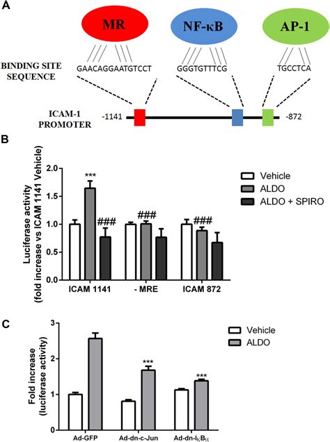 Essential Role Of ICAM 1 In Aldosterone Induced Atherosclerosis