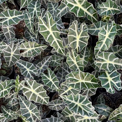 Alocasia x amazonica 'Dwarf Amazonica' - Dwarf Elephant Ears (4.5" Pot