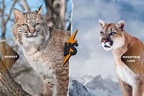 Bobcat vs Mountain Lion: The Top Predators Of North America