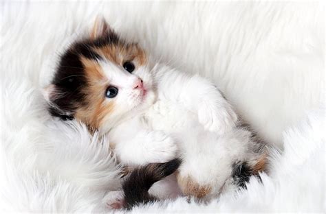 gambar wallpaper kucing bayi referensi gambar