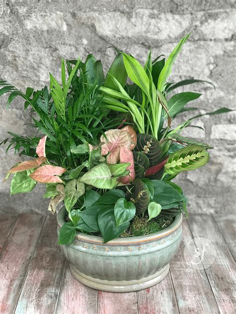 Dish Garden - Plants - Steve's Floral
