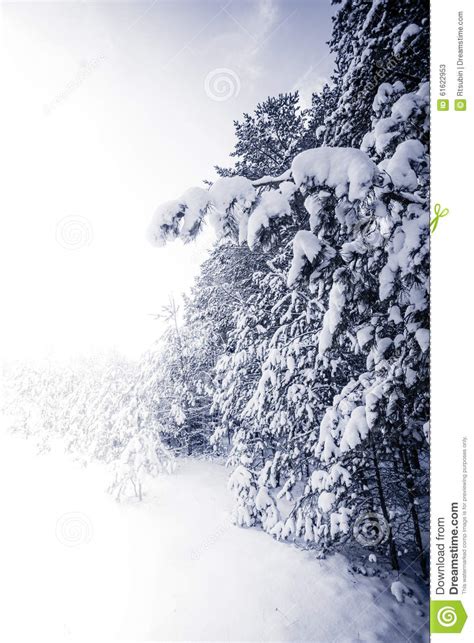 Forest Covered By Snow In Winter Landscape Stock Image Image Of