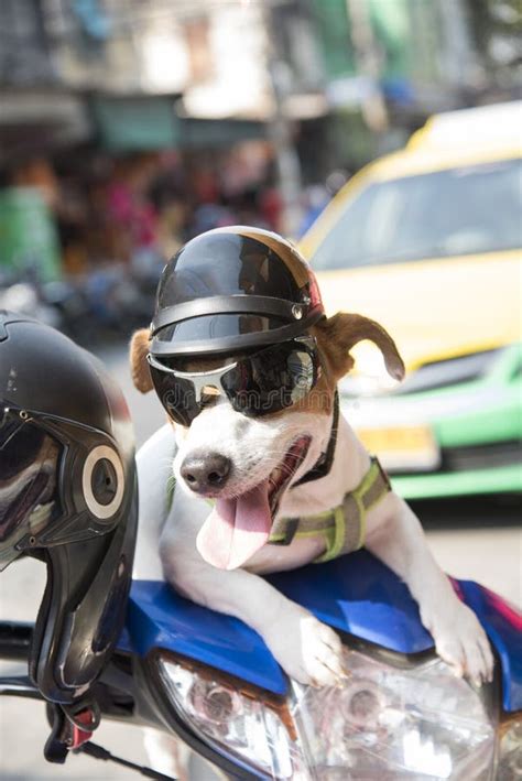 Dog wearing a helmet stock image. Image of animal, background - 113701153