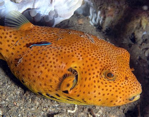penambahan info  pembenaran myth  puffer fish aka ikan buntal