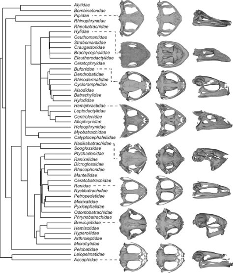 Phylogeny Of The Families Of Frogs Based On The Timetree Of Life