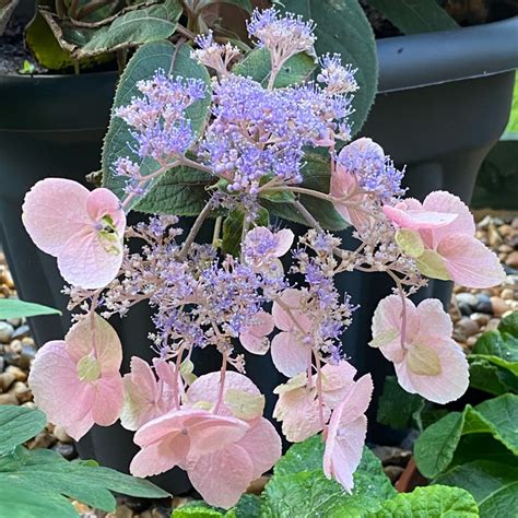 Hydrangea Aspera Hot Chocolate Hydrangea Hot Chocolate Uploaded