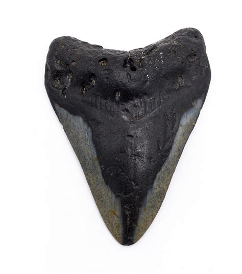 Authentic Megalodon Tooth: A Stunning Fossil from the Ancient Seas