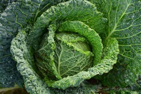 Ravageurs du chou lutte et traitements biologiques Planète Agrobio