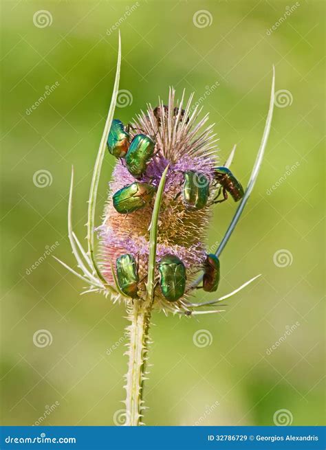 Green June Bugs stock image. Image of nature, insect - 32786729