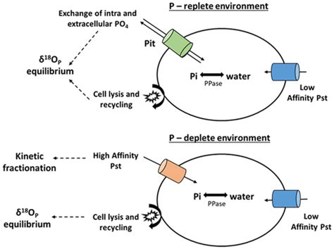 Phosphate Uptake By Cyanobacteria Is Associated With Kinetic