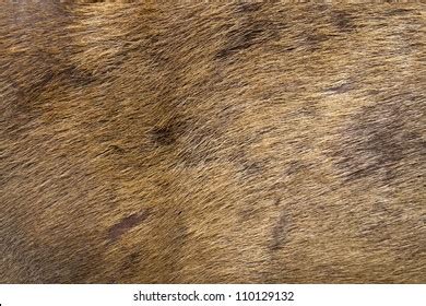 buckskin stock photo  shutterstock