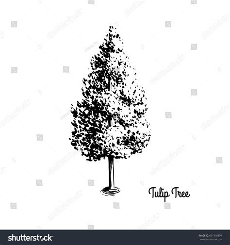 Vector Sketch Illustration American Tulip Tree Stock Vector (Royalty