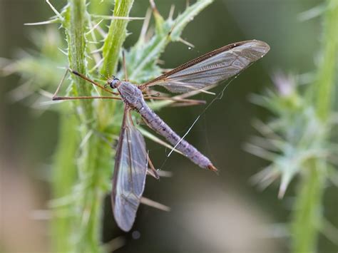 A Mosca Do Guindaste Um Nome Comum Que Se Refere A Qualquer Membro Da