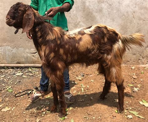 Sirohi Goat At Rs 250kilogram Devgarhi Goat In Vidisha Id 20556098597