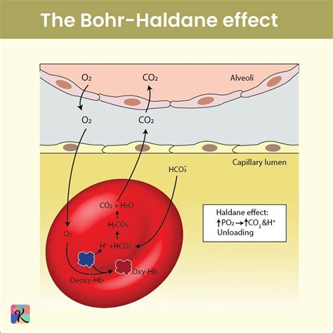 bohr effect oxygen delivery  hemoglobin binding   dat