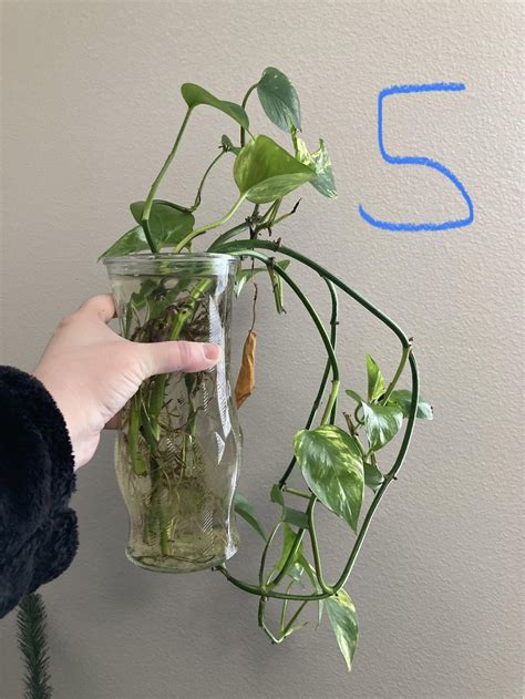Propogate or Plant? : r/houseplants
