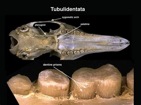 Aardvark Teeth