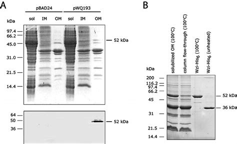 Overexpression And Puri Fi Cation Of Wzi His 6 A Expression Of