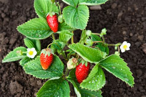 Der Perfekte Standort Für Erdbeeren Tipps And Tricks