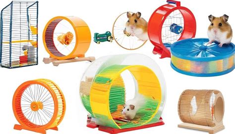 7 Safe Hamster Exercise Options For Your Pet Hamster Pulse