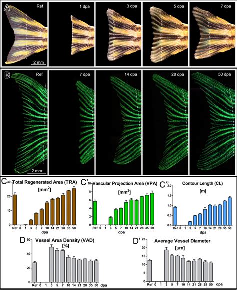 Regeneration Of The Zebrafish Caudal Fin And Time Courses Of Total