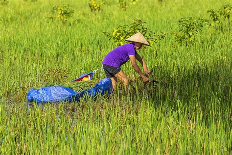 Ninhbinh Jean Claude Soboul Flickr