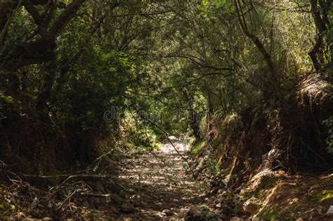 Rocky path on a forest stock photo. Image of caucasus - 182620306