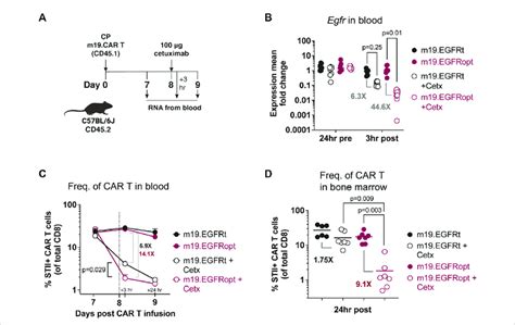 Egfropt Enhances Antibody Mediated Depletion Of Car T Cells In Vivo